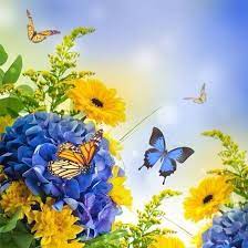 Red, blue and yellow, below are their locations. Blue Yellow Flowers Butterflies Blue Flowers Butterfly Yellow Daisy Hydrangea Blue Flower Pictures Flower Backgrounds Butterfly Flowers