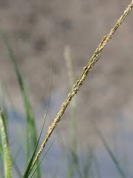 Image result for Sporobolus festivus