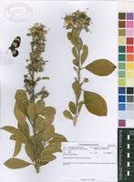 Image result for Turraea robusta
