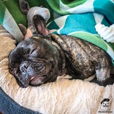The french bulldog should be on the short list of breeds for anyone who lives without a vast tract of suburban backyard. Sleeping Baby Phoenix After Coming Home From The Hospital From Surgery For More Of Phoenix S Adventures Please Visit Bulldog Frenchie Puppy Animal Instagram