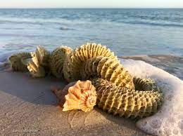Horse Conch Egg Case I Love Shelling