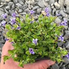 Image result for Lindernia monroi