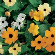 Image result for Thunbergia stelligera