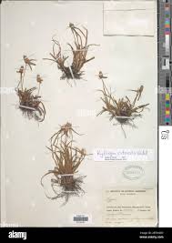 Image result for Kyllinga odorata