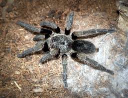 Inga underarter finns listade i catalogue of life. Euathlus Pulcherrimaklaasi Green Femur Truculentus Arachnoboards