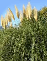 We did not find results for: Growing Pampas Grass How To Care For Pampas Grass