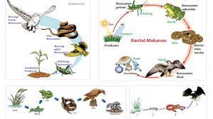 Rantai Makanan Ekosistem Kebun Materiipa Com