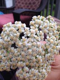 Pin On Mygardenanswers
