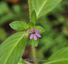 Image result for Cuphea carthagenensis