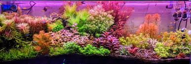 Image result for Limnophila fluviatilis
