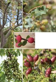 Image result for Commiphora viminea