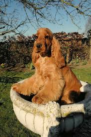 English Spaniel Cocker Cocker Anglais Chien