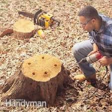 What is a tree stump? 9 Kill Tree Stump Ideas