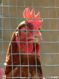 Auch ein blindes huhn findet einmal ein korn. Vogelgrippe Hennen Unter Hausarrest