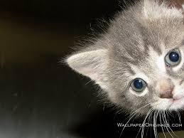 Imágenes tiernas de perros para que tu fondo de whatsapp sea único. Lindo Gato Fondo De Pantalla Gato Gatos Pequenos A Medianos Bigotes Felidae Gato Atigrado 10016 Wallpaperuse