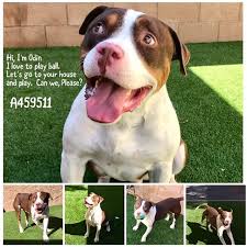 Rescued Odin Is Out Of Time And Past Due Shelter Plea Hi Im Odin I Am A Very Happy Boy Im A Real Boys Boy Type Of Animals Types Of Dogs
