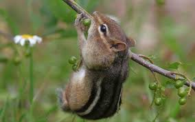 Maybe you would like to learn more about one of these? Chipmunk Eating Fruit On Tree Branch Hd Wallpaper Wallpaper Flare