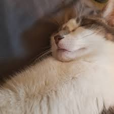 Our entire staff of veterinary professionals is 100% dedicated to providing leading edge medical care for your pet. Bay City Animal Hospital Veterinarian North Bay Ontario Facebook 182 Photos