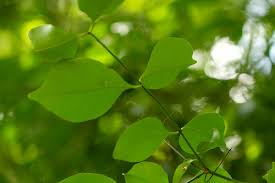 Image result for Hippocratea indica