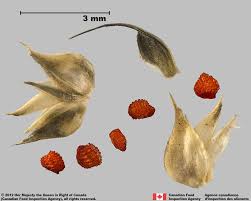 Image result for Dactyloctenium aegyptium
