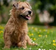 We want to ensure that dogs are allowed with no breed/size restrictions that might hinder the adoption. Kay S Animal Shelter Inc