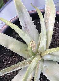 Maybe you would like to learn more about one of these? What S Wrong With My Aloe Vera Plant Gardening Landscaping Stack Exchange