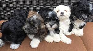 It's also free to list your available puppies and litters on our site. Havanese Puppies For Sale Near Denver Co Wildflower Havanese Colorado Wildflower Havanese