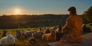 The Sheep Detectives' is a pleasant ...