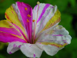 Clownie 4 O Clocks Hd Flower Wallpaper Rare Flowers Clock Flower