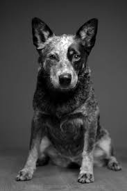 Black And White Cattle Dog Elke Vogelsang Wieselblitz Photos 500px In 2020 Tiere Hunde