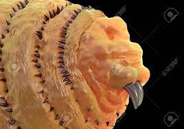 ウマバエ、ボット ハエ幼虫または Gasterophilus 寄生はえの幼虫の写真素材・画像素材 Image 44667189
