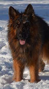 Long haired german shepherds are rare, which means their price is no doubt going to be expensive. Long Coat German Shepherd Females Long Hair German Shepherd Females Long Coat German Shepherd Shepherd Dog German Shepherd Dogs