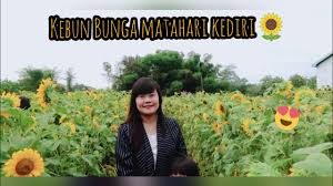 Lukisan bunga matahari disini anda akan kami perlihatkan mengenai koleksi terbaik lukisan bunga matahari yang jelas akan membuat postingan terbaik untuk kamu anak muda. Kebun Bunga Matahari Kediri 2018 Youtube