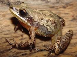 Check spelling or type a new query. Southern Chorus Frog Facts And Pictures