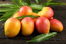 Sera kurulumunda kontrol edilmesi gereken birçok değişken vardır. Mango Nasil Yetistirilir Mango Yetistiriciligi Detayli Bilgi