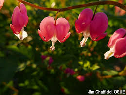 Commonly referred to as 'hearts and flowers' and aptenia 'red apple' because of its apple red flowers and bright green leaves, the aptenia cordifolia only grows the charming succulent makes a great bedding plant or ground cover for rock areas and small gardens. Asian Bleeding Heart Bygl