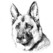 Black And White German Shepherd Painting German Shepherd Custom Portrait Dog Custom Pet Portrait Dog Sketch Custom Pet Art Dog Lover Drawing Sketch From Phot Dog Drawing Dog Sketch Dog Art