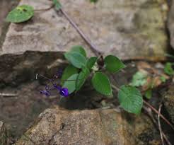Image result for Streptocarpus glandulosissimus