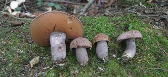 Image result for Sutorius eximius