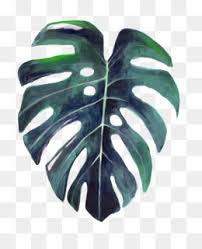 Monstera leaf pattern daily planner. Monstera Leaf Png Monstera Leaf Background Monstera Leaf Frame Monstera Leaf Template Monstera Leaf Wallpaper Monstera Leaf Pattern Monstera Leaf Drawing Monstera Leaf Outline Monstera Leaf Pin Monstera Leaf Silhouette Monstera Leaf Drawing Monstera