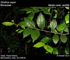 Image result for Streblus