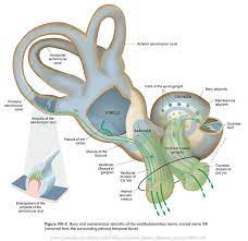Vestibulocochlear Viii Cranial Nerves Cranial Nerves Physiology Medical Studies