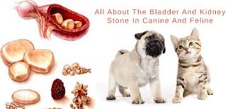 Cats often hide when they are uncomfortable because it can be. Bladder And Kidney Stones In Dogs And Cats Diagnose Treatment Prevention Budgetpetcare