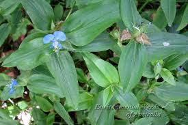 Image result for Commelina africana