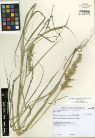 Image result for Enneapogon cenchroides