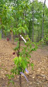 Pick 6 delicious varieties from this unusual tree! Fruit Cocktail Trees For Sale Fastgrowingtrees Com