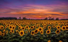 I colori, le forme ed i profumi che contraddistinguono i fiori li rendono unici ed amati da moltissime persone. Download Wallpaper 3840x2400 Sunflowers Field Sunset Sky Clouds 4k Ultra Hd 16 10 Hd Background Sfondi Sfondi Per Computer Sfondi Vintage