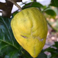 Image result for Citrus medica