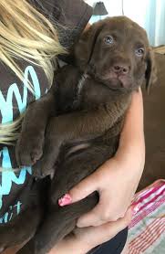 Chesapeake Bay Retriever Puppies For Sale Sacramento Ca In 2020 Chesapeake Bay Retriever Puppy Chesapeake Bay Retriever Chesapeake Dog