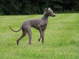Maybe you would like to learn more about one of these? Italian Greyhound Breed Guide Learn About The Italian Greyhound